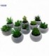 PLANTA TUNA 10CM 12MOD 131185