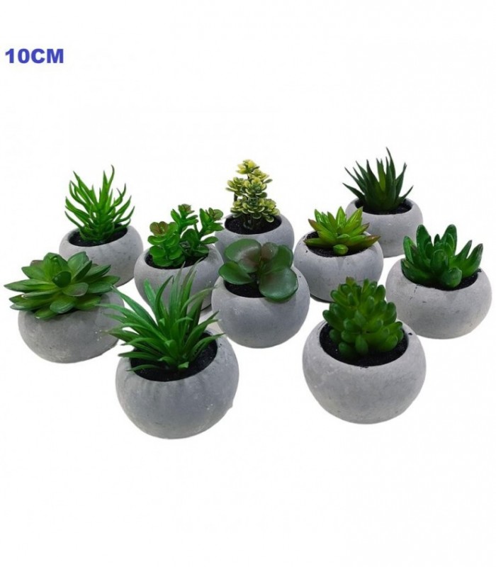PLANTA TUNA 10CM 12MOD 131185