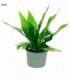 PLANTA ARTIFIC.C-PLANTERA 20X5CM 136867