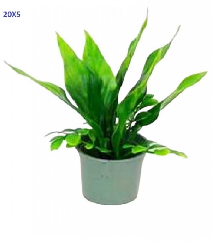 PLANTA ARTIFIC.C-PLANTERA 20X5CM 136867